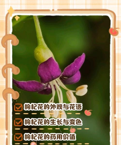 枸杞开花不结果什么原因 枸杞开花不结果什么原因