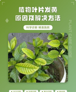 果岭草发黄什么原因 果岭草发黄什么原因