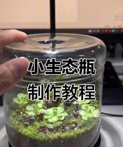 泥土种植花瓶怎么种植的 泥土种植花瓶怎么种植的
