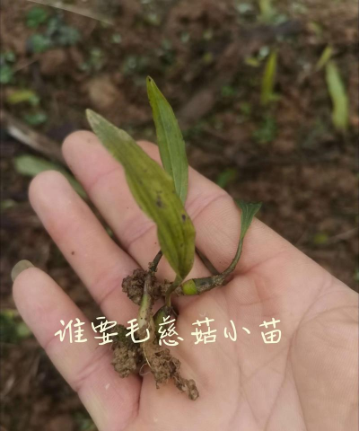 蘑菇种植苗苗怎么种植好 蘑菇种植苗苗怎么种植好
