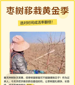 枣树秋天可以移栽吗 枣树秋天可以移栽吗