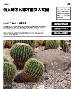 仙人球怎么养才能又大又圆 仙人球怎么养才能又大又圆