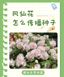 凤仙花通过什么传播种子 凤仙花通过什么传播种子