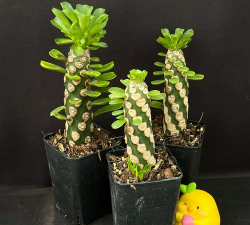 霸王鞭用什么盆 霸王鞭用什么盆