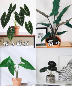 天南星是什么科植物 天南星是什么科植物