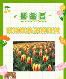 郁金香8月份可以种植吗 郁金香8月份可以种植吗