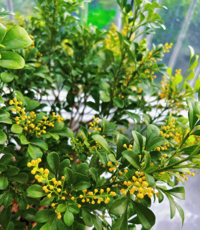 米兰养殖方法和注意事项有哪些 米兰养殖方法和注意事项有哪些