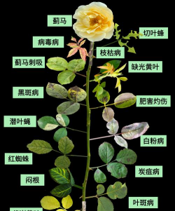 月季水涝叶子症状 月季水涝叶子症状