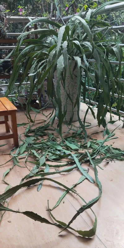 令箭荷花扦插生根最快方法 令箭荷花扦插生根最快方法