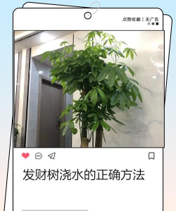 发财树浇水的正确方法 发财树浇水的正确方法
