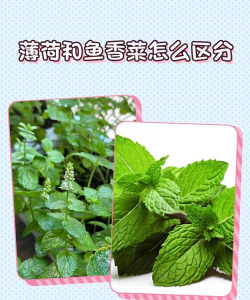 鱼香草和薄荷的区别 鱼香草和薄荷的区别