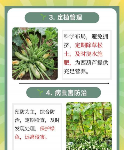 种植西葫芦怎么种植的呢 种植西葫芦怎么种植的呢