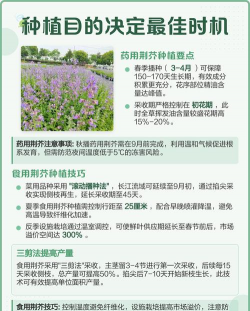 种植荆芥怎么样种植的 种植荆芥怎么样种植的