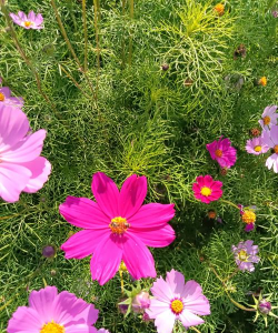 格桑花有哪些 格桑花有哪些