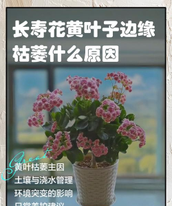 长寿花叶子发黄怎么回事 长寿花叶子发黄怎么回事