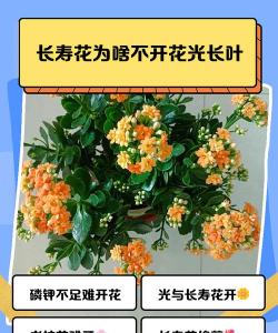 长寿花光长叶不开花怎么办 长寿花光长叶不开花怎么办