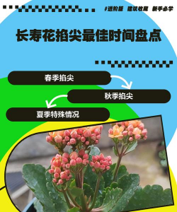 长寿花什么时候掐尖打顶 长寿花什么时候掐尖打顶