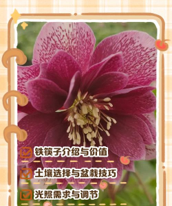 铁筷子的养殖方法和注意事项 铁筷子的养殖方法和注意事项