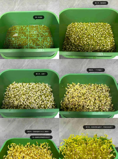 绿豆用种植盆怎么种植的 绿豆用种植盆怎么种植的