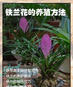 铁兰花的养殖方法,多久浇水 铁兰花的养殖方法,多久浇水