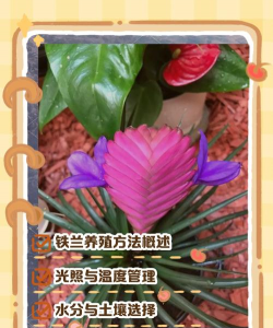 铁兰的养殖方法和注意事项 铁兰的养殖方法和注意事项