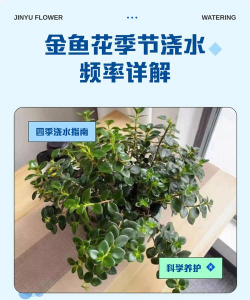金鱼花几天浇一次水合适 金鱼花几天浇一次水合适