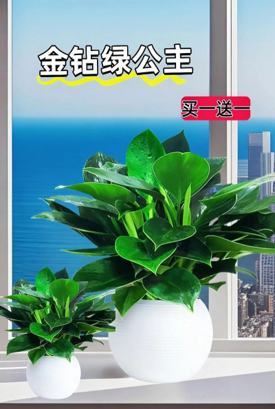 释放氧气最多的室内植物 释放氧气最多的室内植物