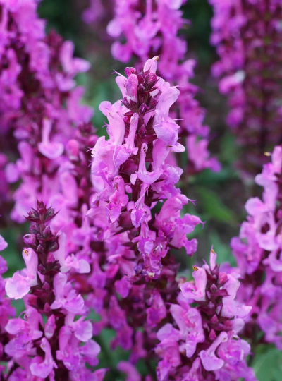 紫色草有哪些花 紫色草有哪些花