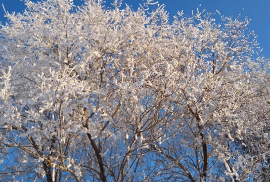 冬天有哪些树花 冬天有哪些树花