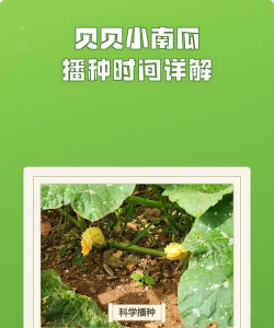 贝贝南瓜什么时候播种 贝贝南瓜什么时候播种