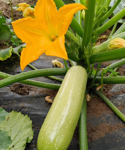 西葫芦是什么菜 西葫芦是什么菜