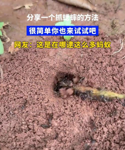 蟋蟀怎么抓 蟋蟀怎么抓