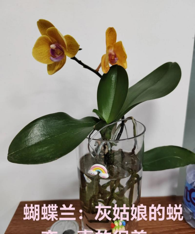 蝴蝶兰可以水培吗 蝴蝶兰可以水培吗