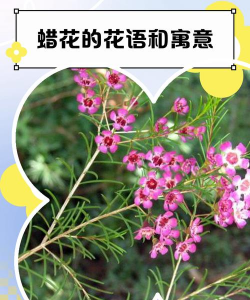 蜡花的花语和寓意 蜡花的花语和寓意