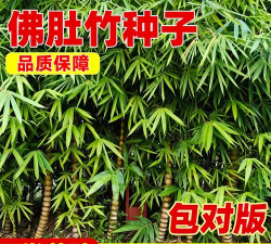 佛肚竹种子什么时间播种 佛肚竹种子什么时间播种