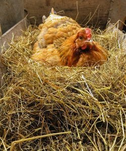 母鸡不下蛋总是抱窝咋办 母鸡不下蛋总是抱窝咋办