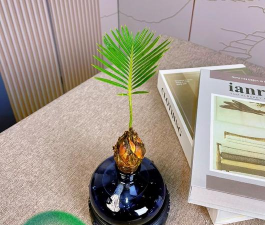 苏铁叶长什么样 苏铁叶长什么样