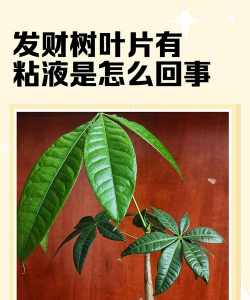 发财树树干有粘液是怎么回事 发财树树干有粘液是怎么回事