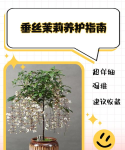 垂丝茉莉怎么养 垂丝茉莉怎么养