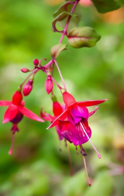 有哪些有趣的花 有哪些有趣的花