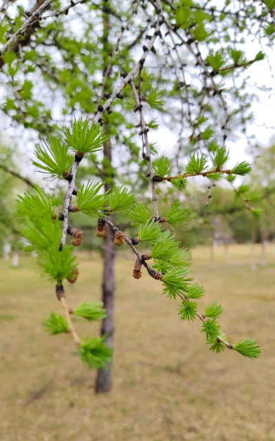 落叶松的特点 落叶松的特点
