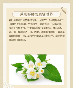 茉莉花怎么繁殖扦插 茉莉花怎么繁殖扦插