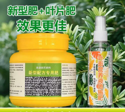 竹柏用什么肥料好 竹柏用什么肥料好