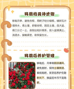 移栽月季花注意什么 移栽月季花注意什么