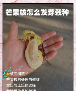 芒果种子怎么种植 芒果种子怎么种植