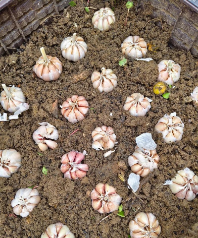 蒜黄种植基地怎么种植的 蒜黄种植基地怎么种植的