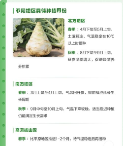 宝塔菜如果种植怎么种植 宝塔菜如果种植怎么种植