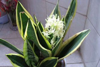 不开花植物有什么植物 不开花植物有什么植物