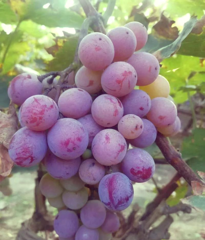紫色长葡萄是什么品种 紫色长葡萄是什么品种