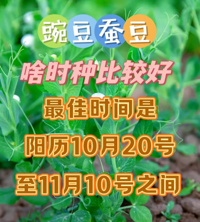 蚕豆种植豌豆花怎么种植 蚕豆种植豌豆花怎么种植